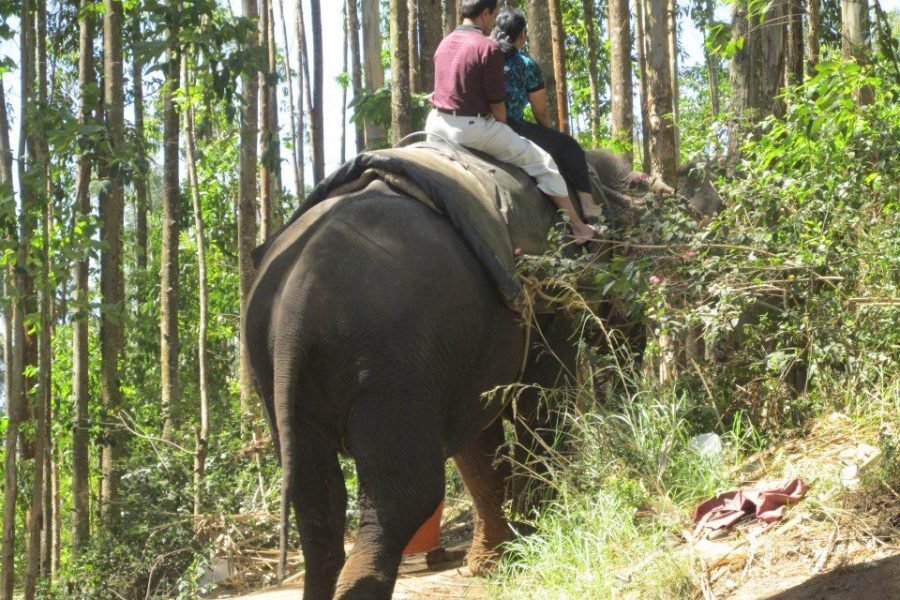 3N/4D – ( Basic ) Blissful Kerala (01N Cochin + 02N Kumarakom)