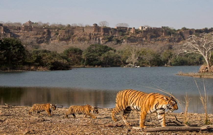 8N/9D – (Basic) Forts & Palaces of Rajasthan (2N JPR + 1N Ranthambore + 2N UDPR + 1N JDP + 2N JSMR)