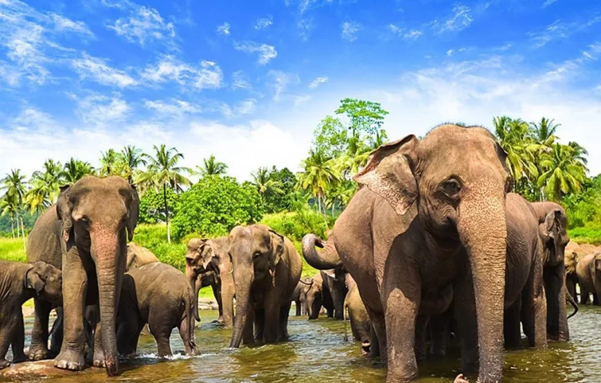 4N/5D -(Deluxe)  Enigmatic Sri Lanka (2N Kandy + 1N Bentota + 1N Colombo)