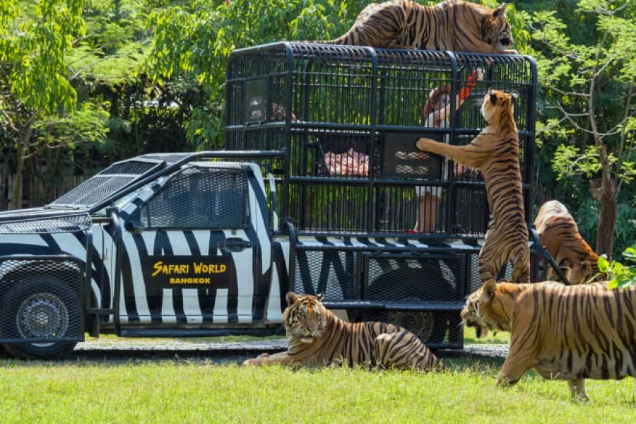 3N/4D-(OTIQ-OCNIPT) 3N PATTAYA WITH TIGER PARK+DINNER CRUISE+CORAL TOUR+CITY TOUR