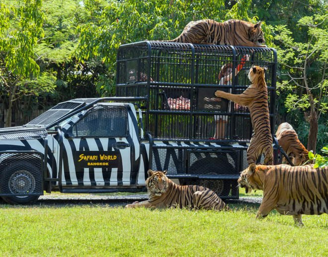 DAY 5 – TIGER KINGDOM & DOLPHINS BAY