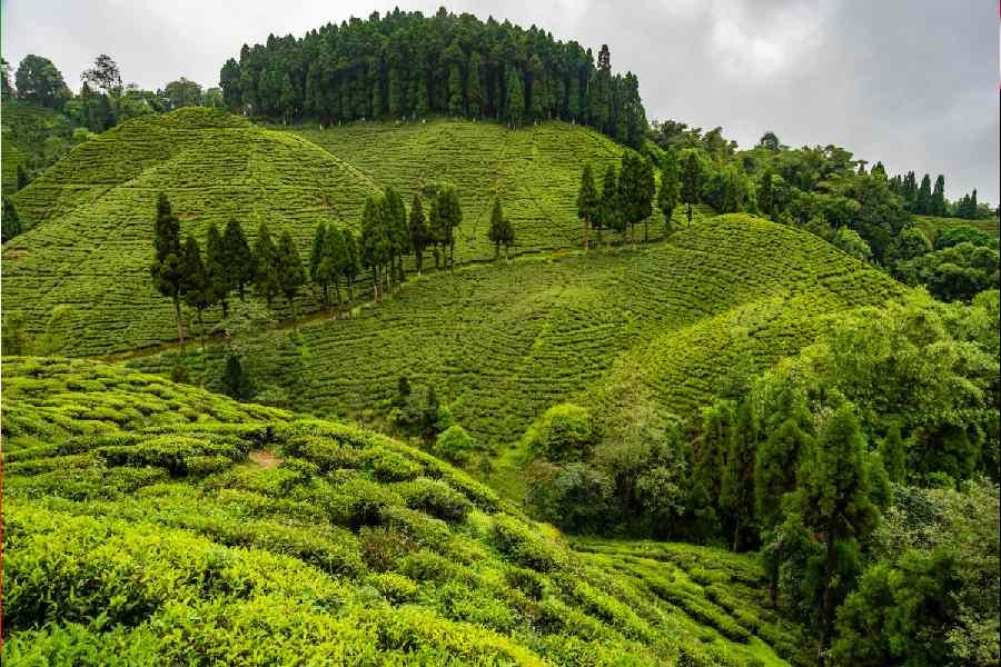  Day 4: Gangtok To Darjeeling