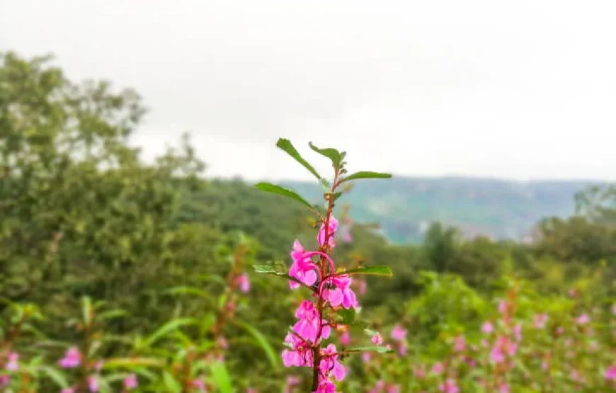 6N/7D- (OTIQ-G9UJSB)Pachmarhi – Jabalpur – Bandhavgarh Tour (6N / 7D)