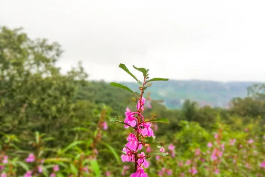 6N/7D- (OTIQ-G9UJSB)Pachmarhi – Jabalpur – Bandhavgarh Tour (6N / 7D)