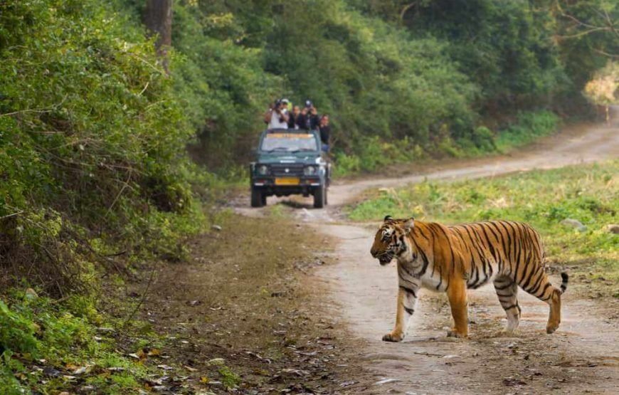 2 NIGHTS / 3 DAYS JIM CORBETT DHIKALA WILDERNESS ESCAPE