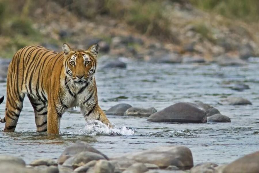 2 NIGHTS / 3 DAYS JIM CORBETT DHIKALA WILDERNESS ESCAPE