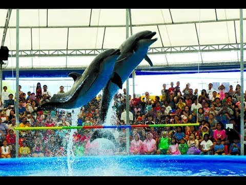 DAY 3: DOLPHIN BAY SHOW
