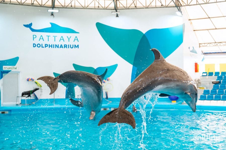 3N/4D- (OTIQ-OCNIPT) 3N PATTAYA WITH TIGER PARK + DOLPHINARIUM + DINNER CRUISE WITH CABARET SHOW
